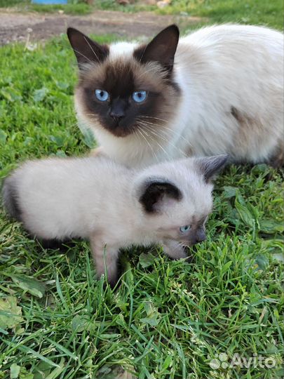 Тайский котенок девочка