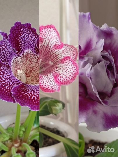 Глоксиния лист