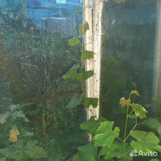 Розы кустовые виноград и др