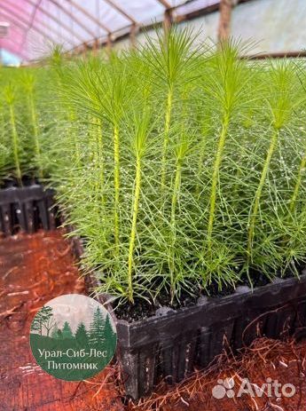 Зкс и окс Сосна Ель Лиственница сеянцы Голуб горн