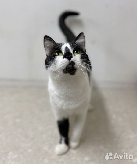 Кот в добрые руки