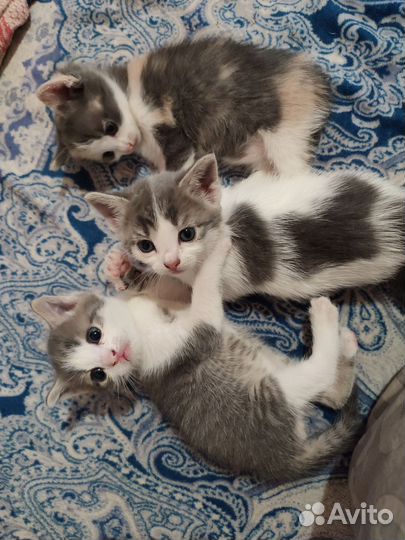 Отдам бесплатно котиков