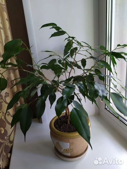 Фикус Бенджамина Даниэль