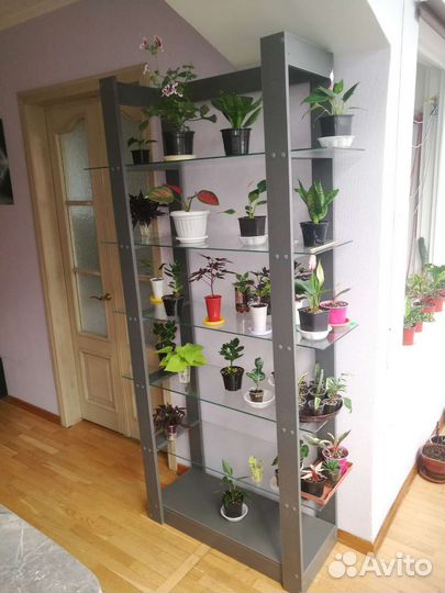 Пеларгония герань. Новый стеллаж для цветов