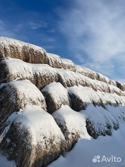 Продам Сено в тюках