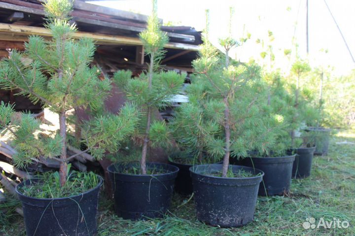 Сосна Обыкновенная