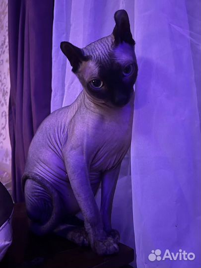 Канадский сфинкс эльф вязка