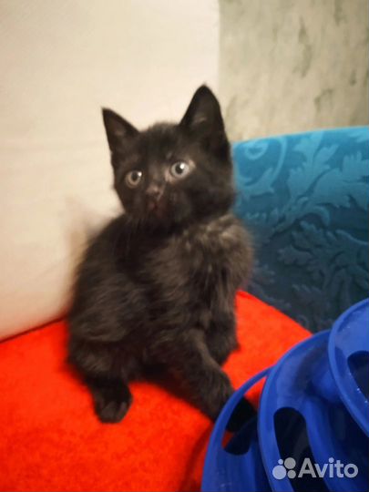 Черненький котенок, 1,5мес