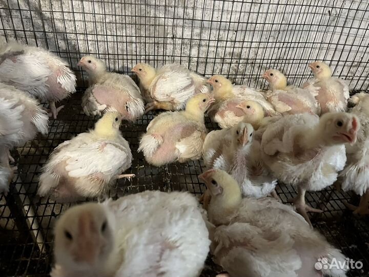 Цыплята-табака бройлеры живым весом