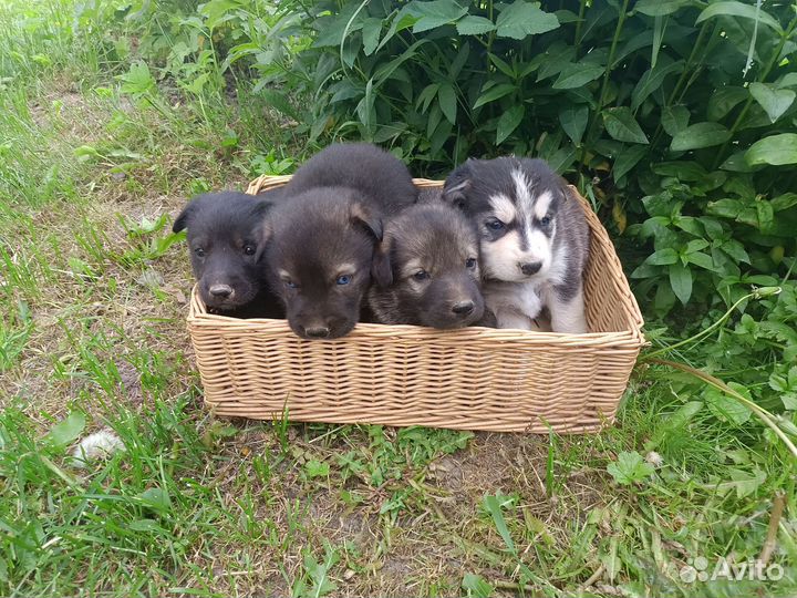 Щенки