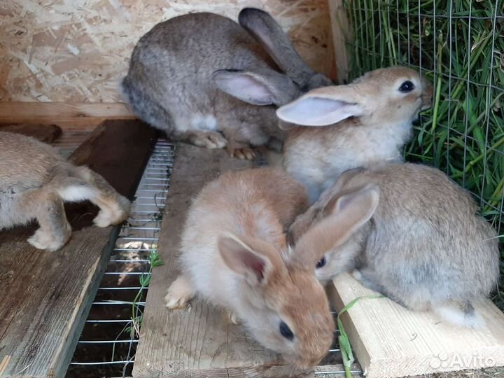 Кролики серый великан Кубинка, Дорохово, Болтино