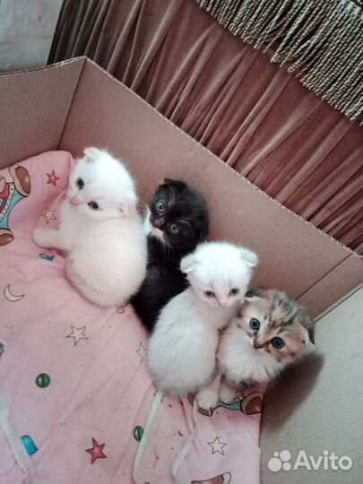Отдам котяток