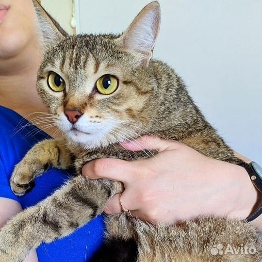 Кошка Сеня 5 лет (из приюта)