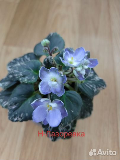 Фиалки,мини и стандарты