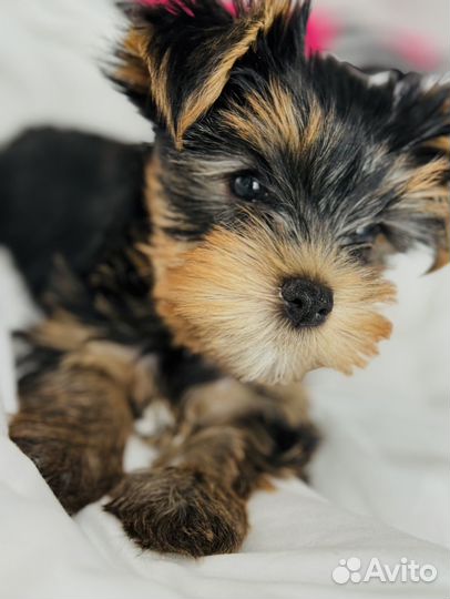 Йоркширский терьер