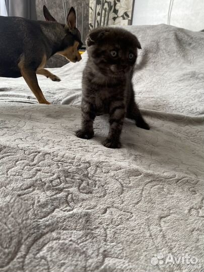 Шотландская