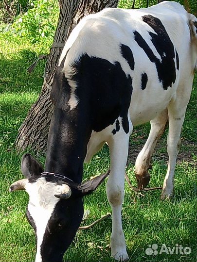 Телки стельные