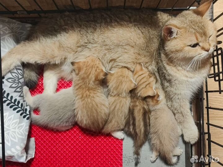 Шотландские котята от чемпионов