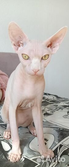 Канадский сфинкс кошка