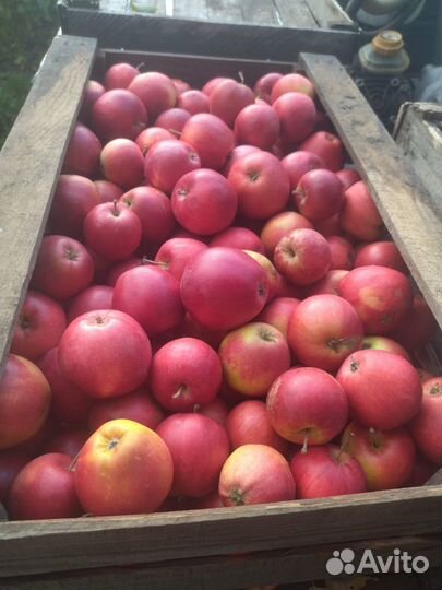Продам яблоки
