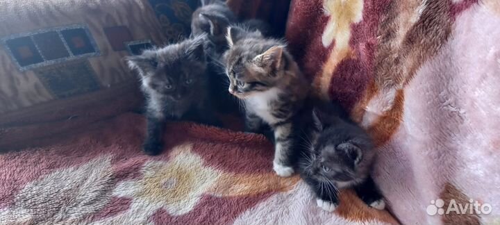 Котята в добрые руки бесплатно