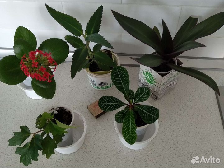 Комнатные цветы с доставкой