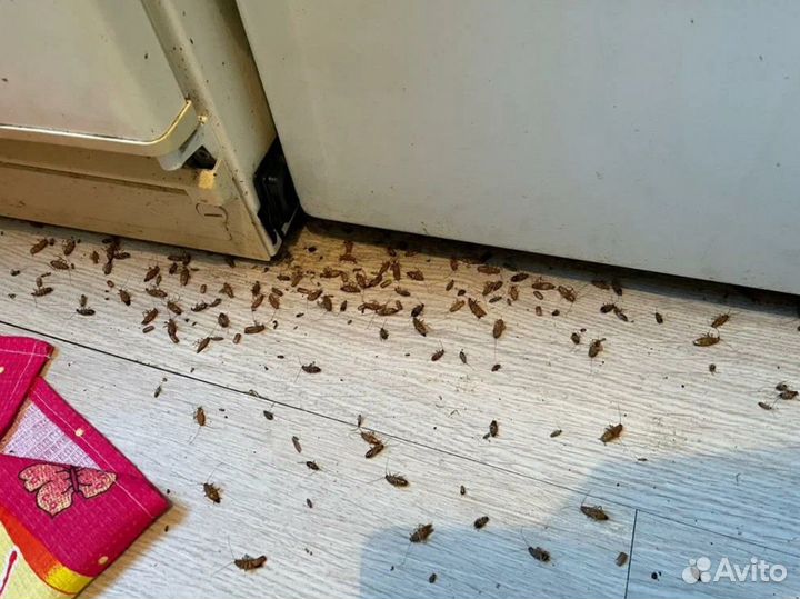 Уничтожение тараканов клопов сэс дезинфекция