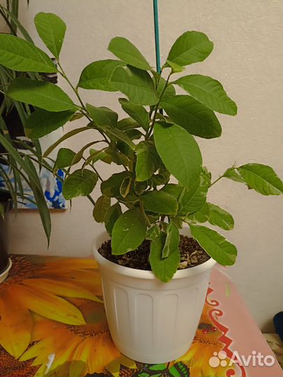 Лимон Эврика