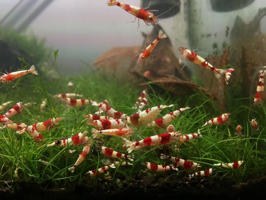 Креветка Красный Кристалл (Crystal Red Shrimp) А