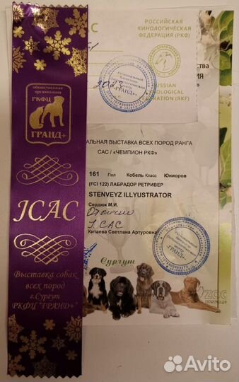 Вязка собак Лабрадор Ретривер