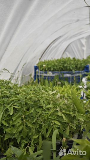 Баклажан рассада, капуста, помидоры, перец