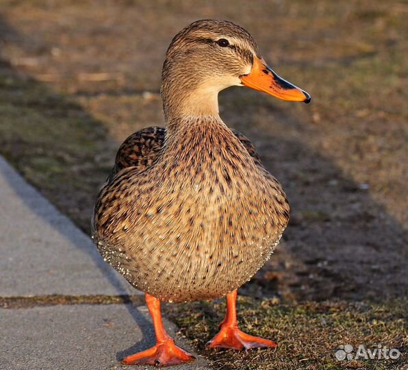 Утки подсадные