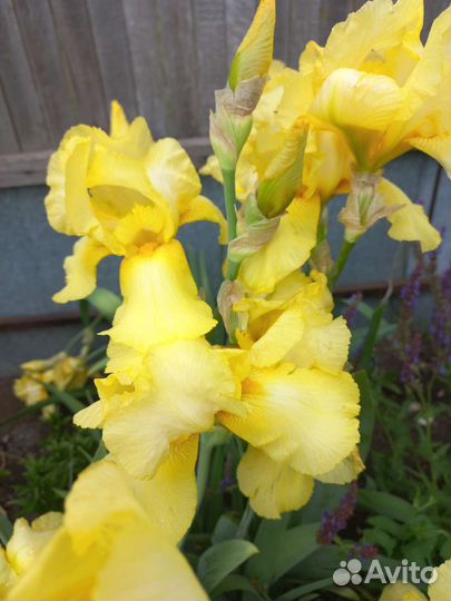 Ирис бородатый сортовой