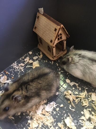 Джунгарский хомяк