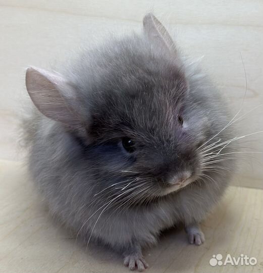 Шиншиллы ангоры мальчик и девочка 5,5 мес