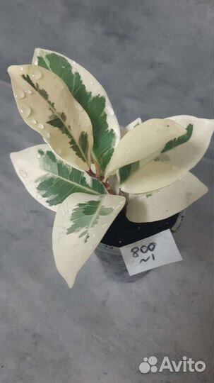 Фикус альбомаргината