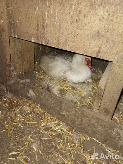 Утиные яйца