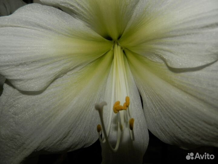 Гиппеаструм сорта 