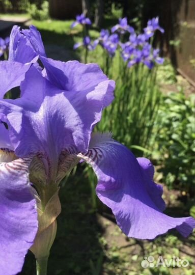 Многолетники растения