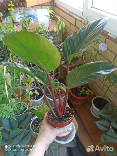 Филодендроны #2