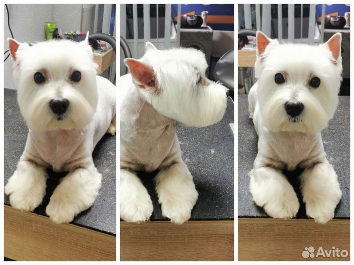 Груминг. Стрижка Собак и Кошек Профессионально