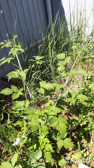 Ежемалина черная