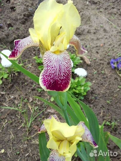 Ирисы бородатые и др многолетники