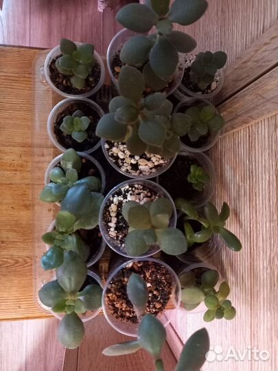 Денежное дерево, толстянка, крассула