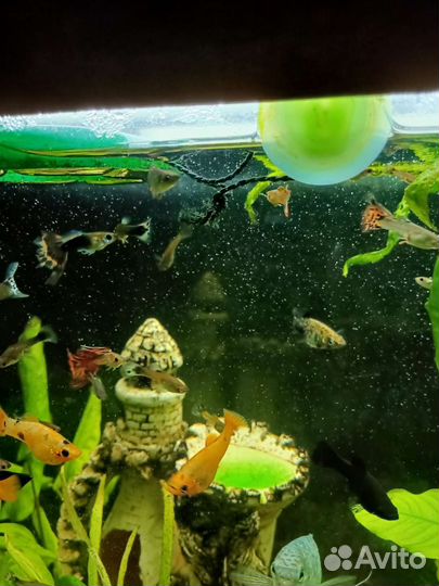 Гуппи молодняк