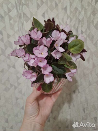 Мини фиалки