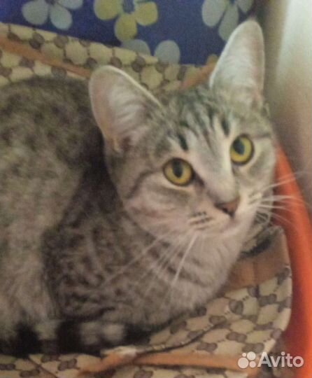 Кошки в добрые руки