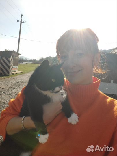 Кошка Баронесса ищет своего господина или госпожу