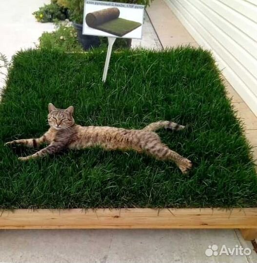 Рулонный газон, посевной газон