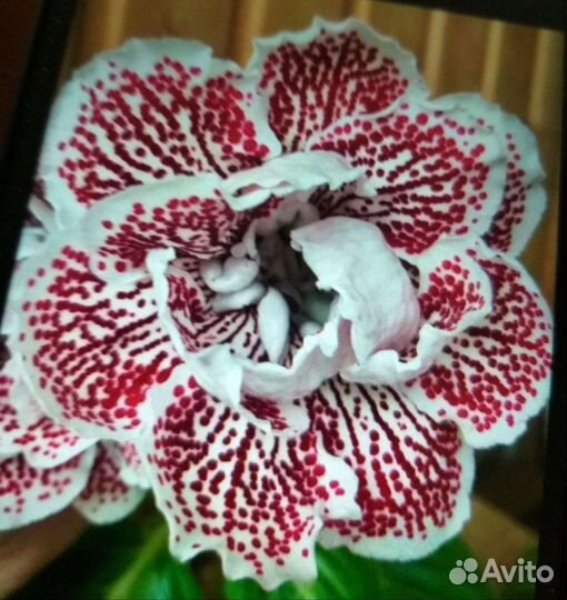 Глоксинии красотки